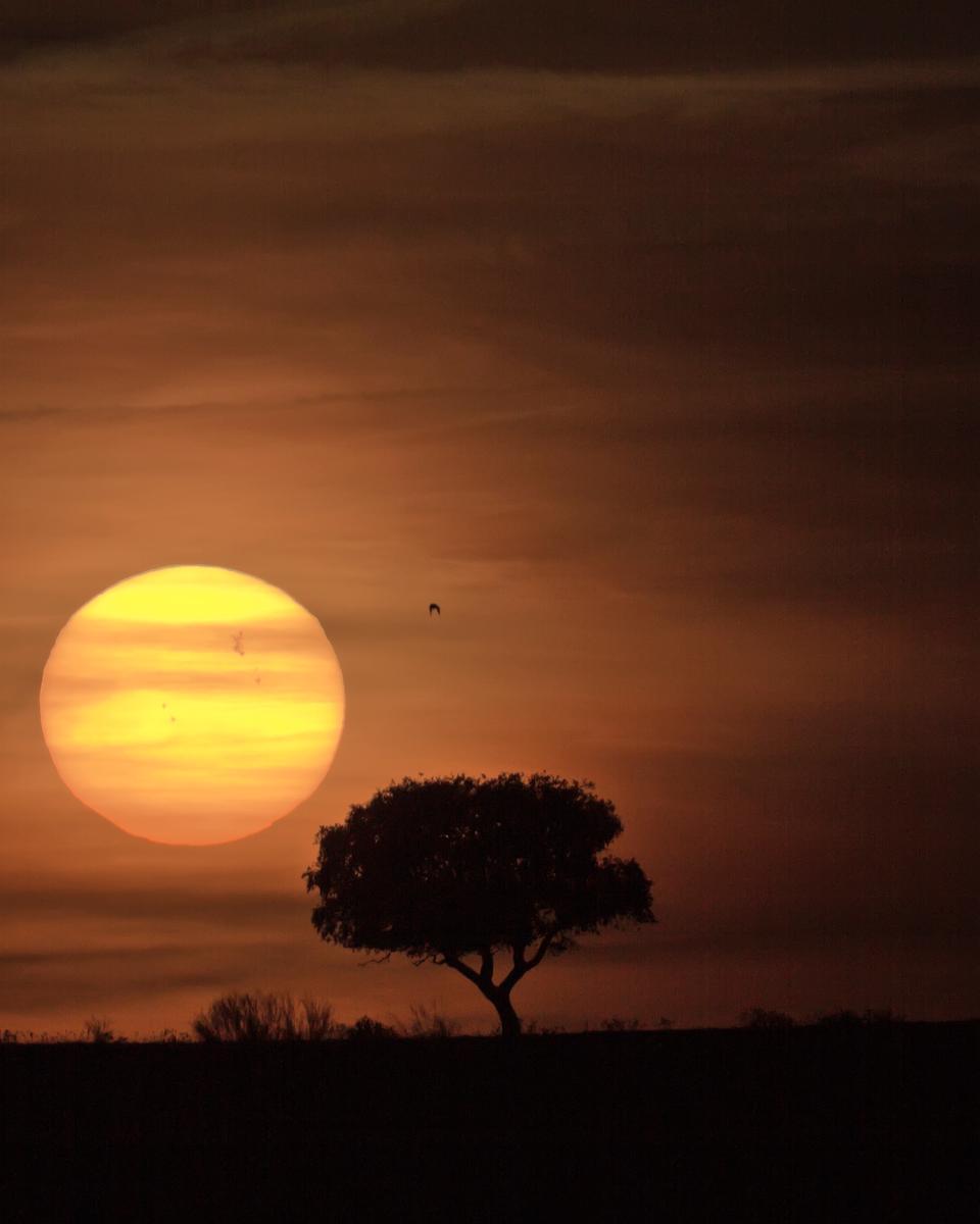 Sunspot Group 1429 and the Distant Sun