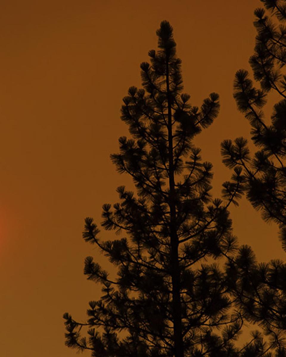 Strawberry Sun
