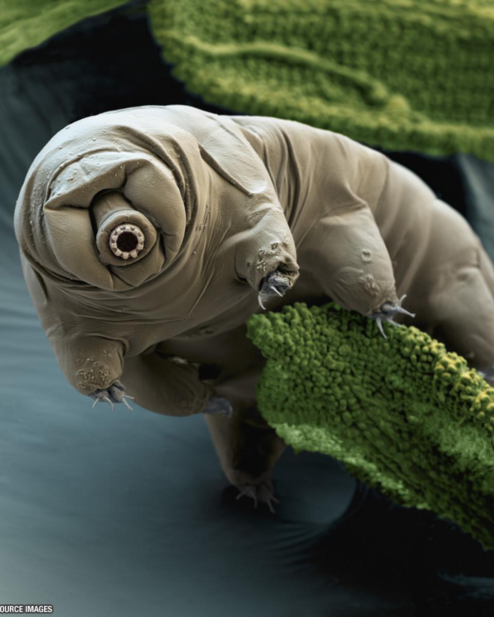 Tardigrade in Moss