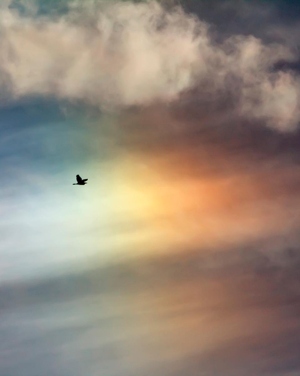 Bird Sun Dog