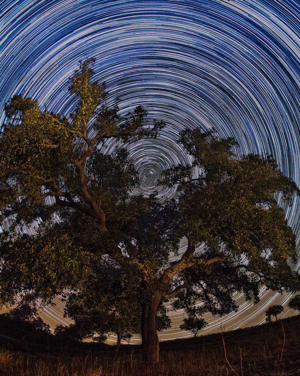 North Celestial Tree