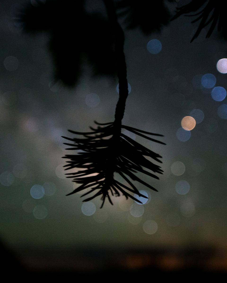 Star Colors and Pinyon Pine