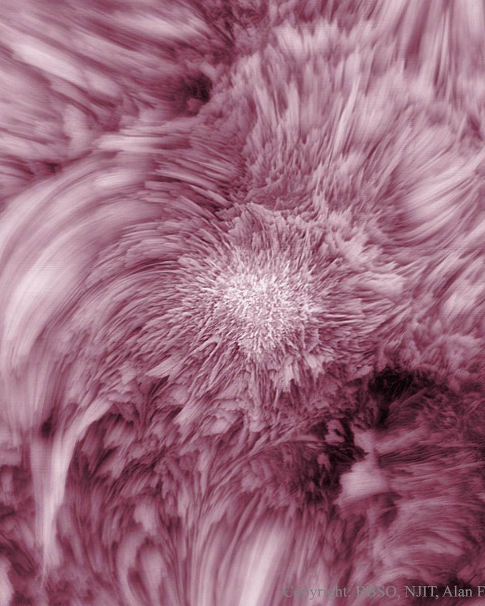 Fibrils Flower on the Sun