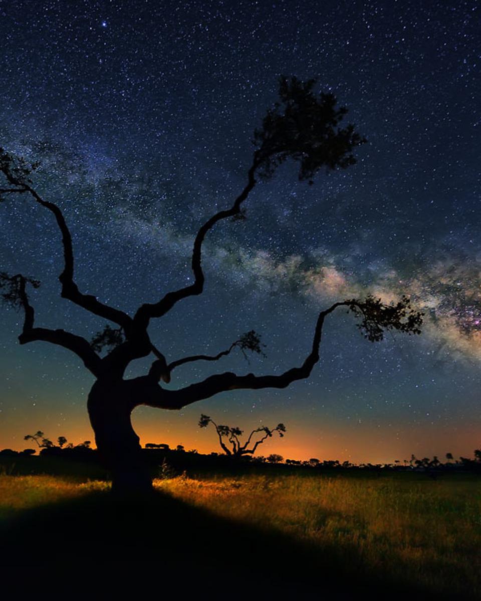 The Galaxy Tree