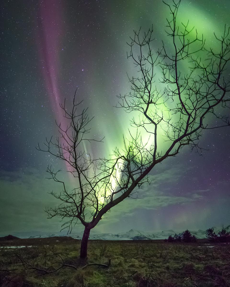 The Aurora Tree