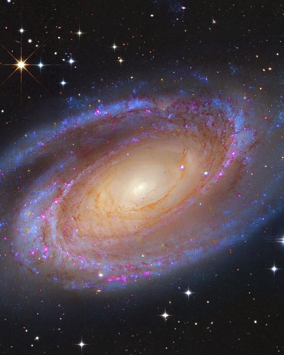 Bright Spiral Galaxy M81