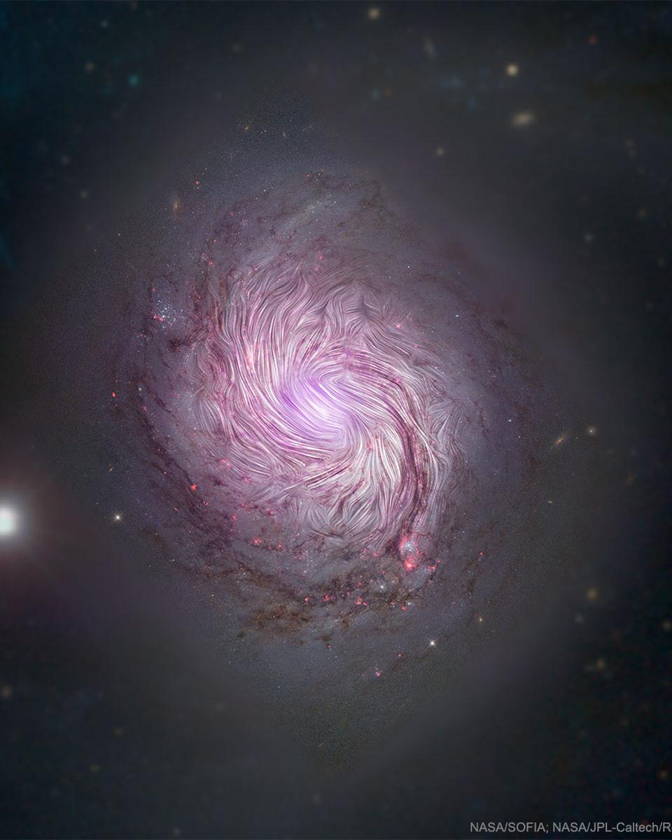 The Magnetic Fields of Spiral Galaxy M77