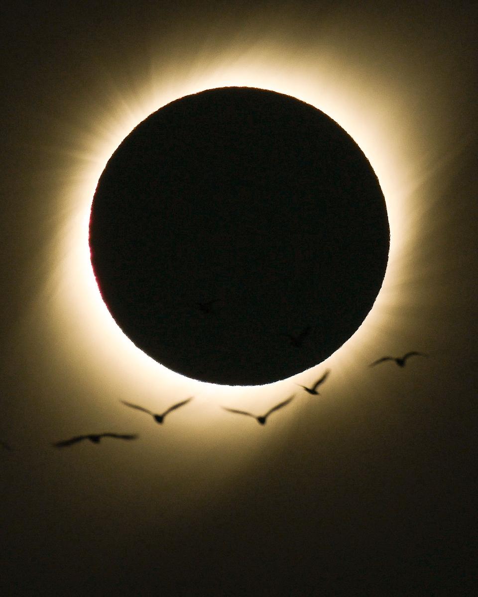 Birds During a Total Solar Eclipse