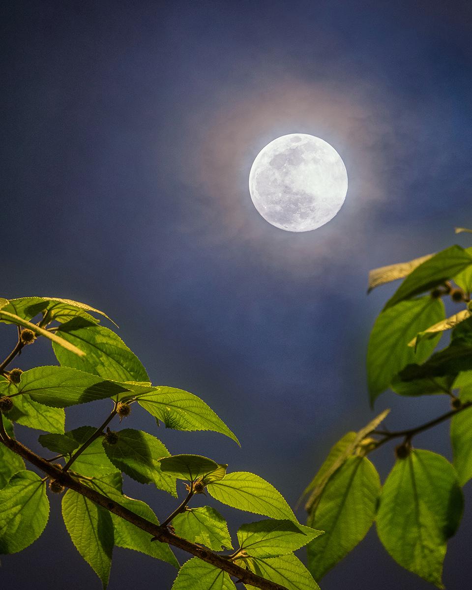Full Moon of Spring