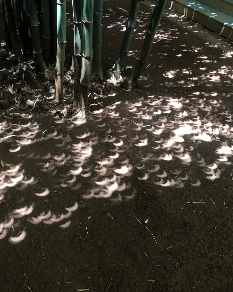 Eclipse under the Bamboo