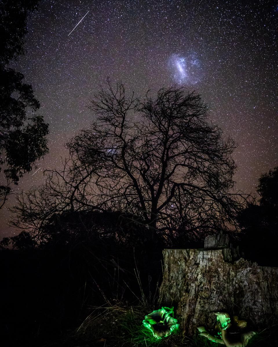 Ghost Fungus to Magellanic Cloud