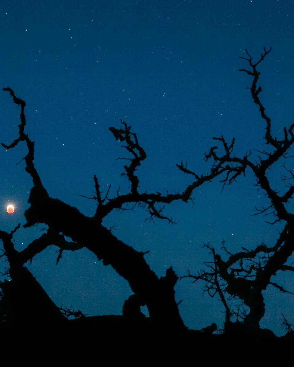 Blood Monster Moon