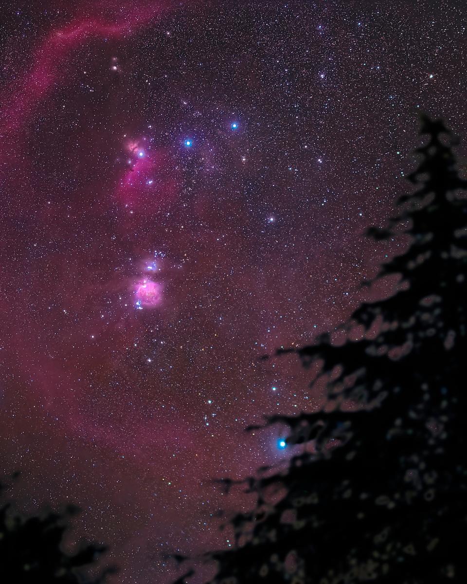 Orion Pines