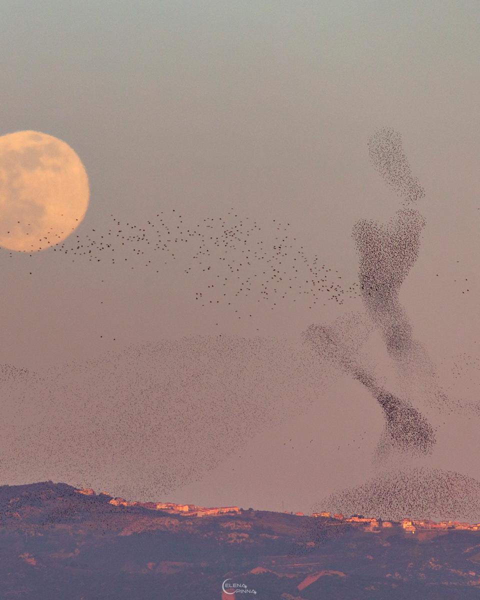 The Full Moon and the Dancer