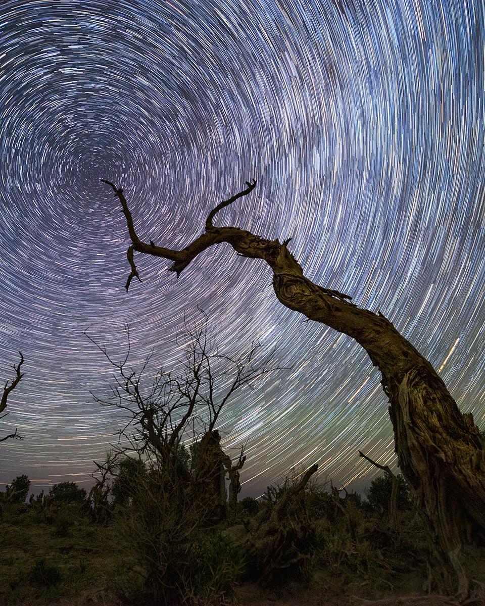 North Celestial Tree