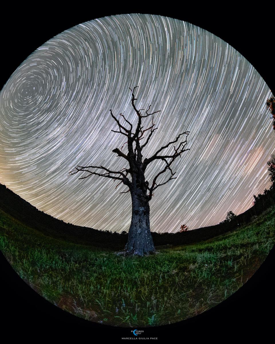 Roots on a Rotating Planet