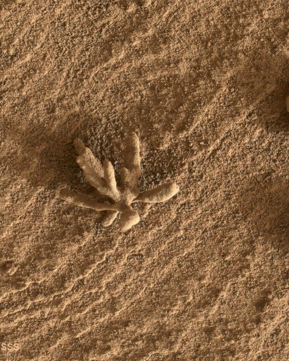 A Flower-Shaped Rock on Mars