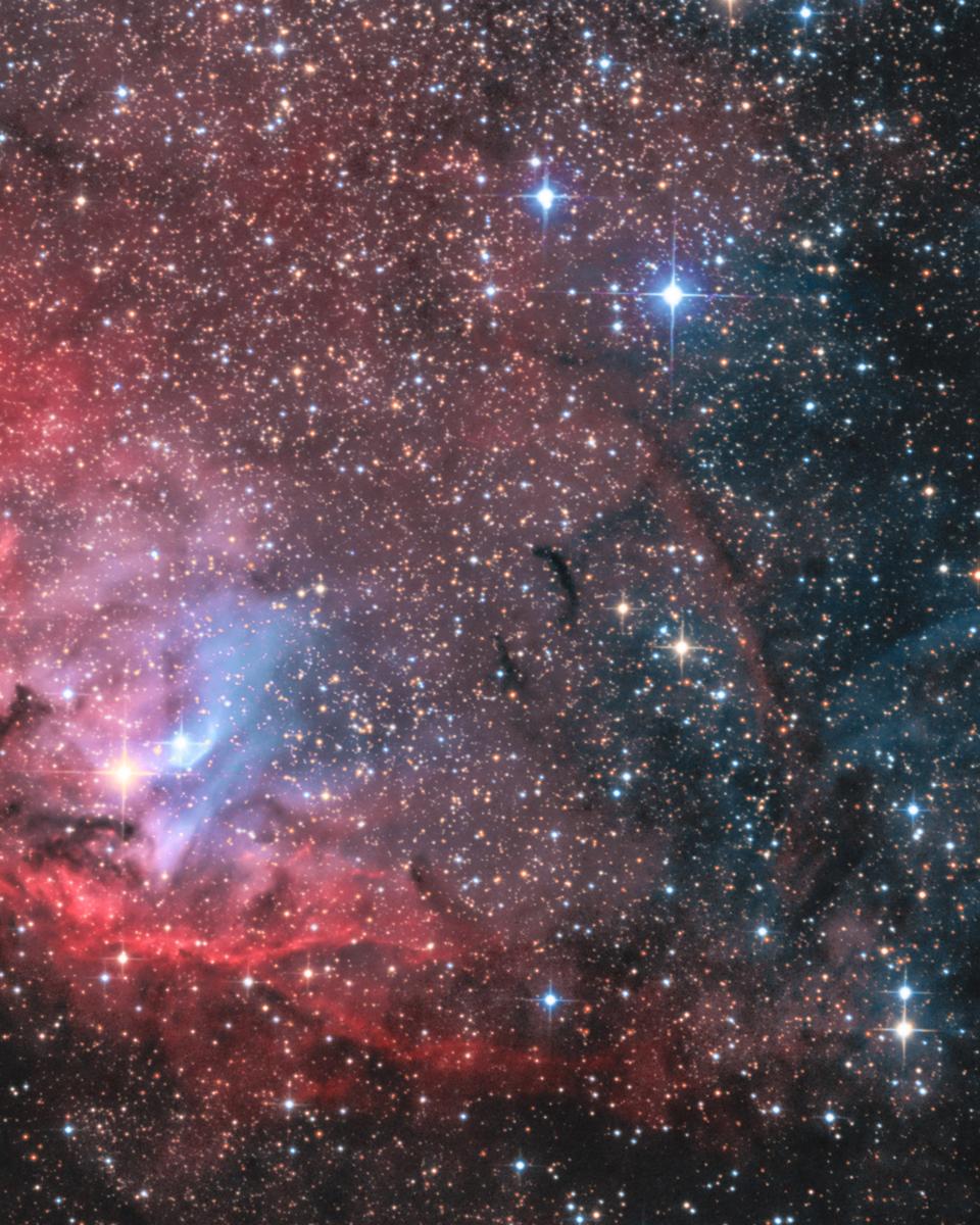 The Tulip and Cygnus X-1