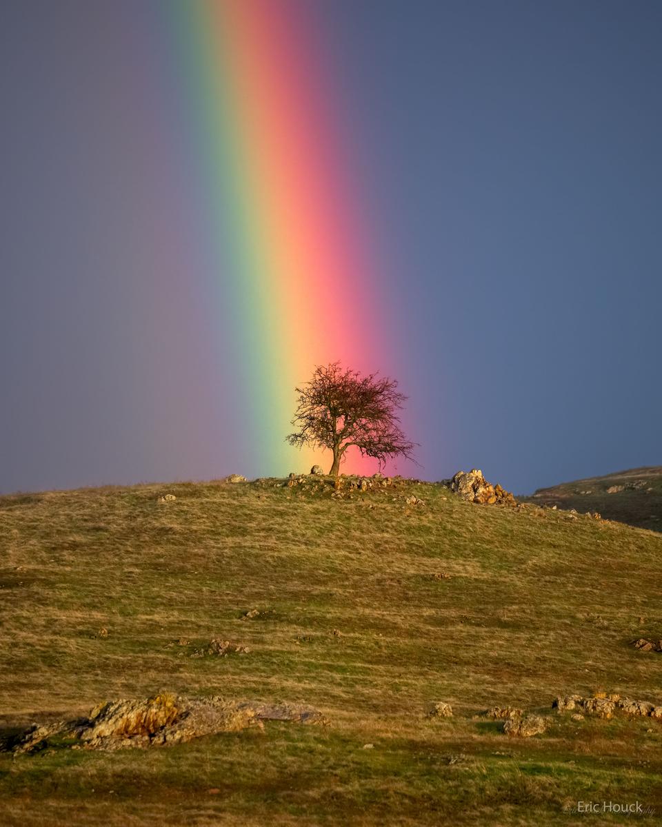 Rainbow Tree