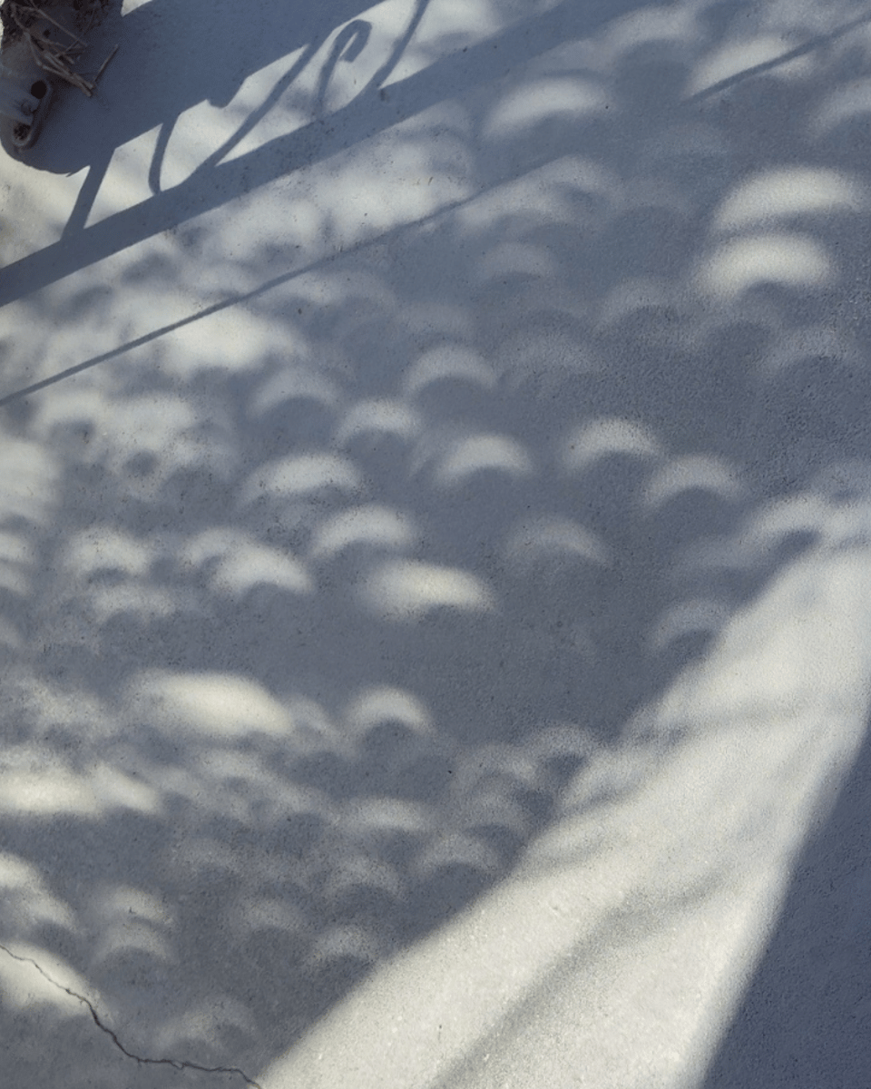 Palm Tree Partial Eclipse