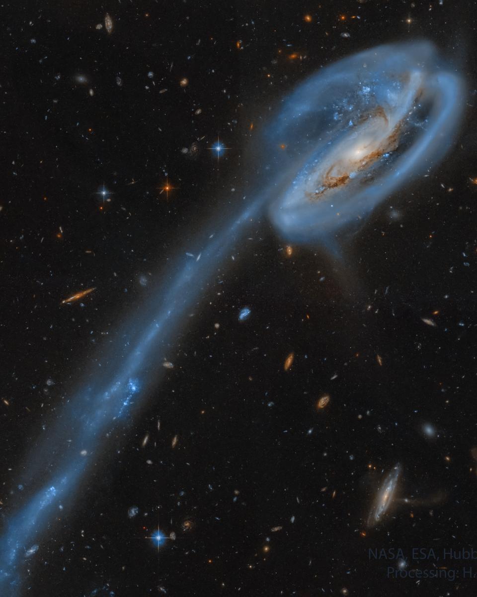 The Tadpole Galaxy from Hubble