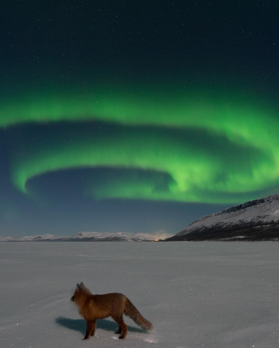 Northern Fox Fires