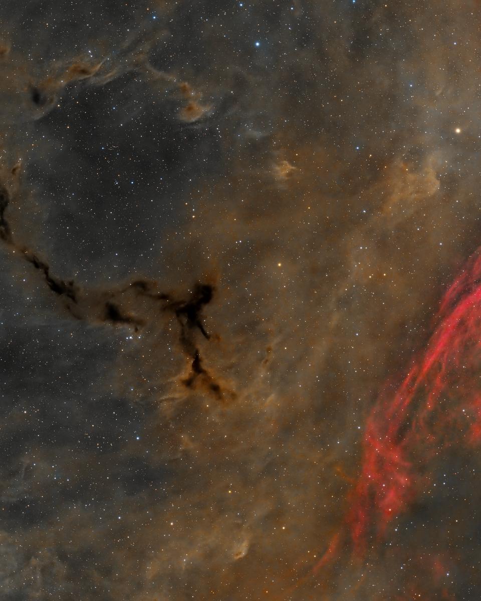 A Dark Seahorse in Cepheus