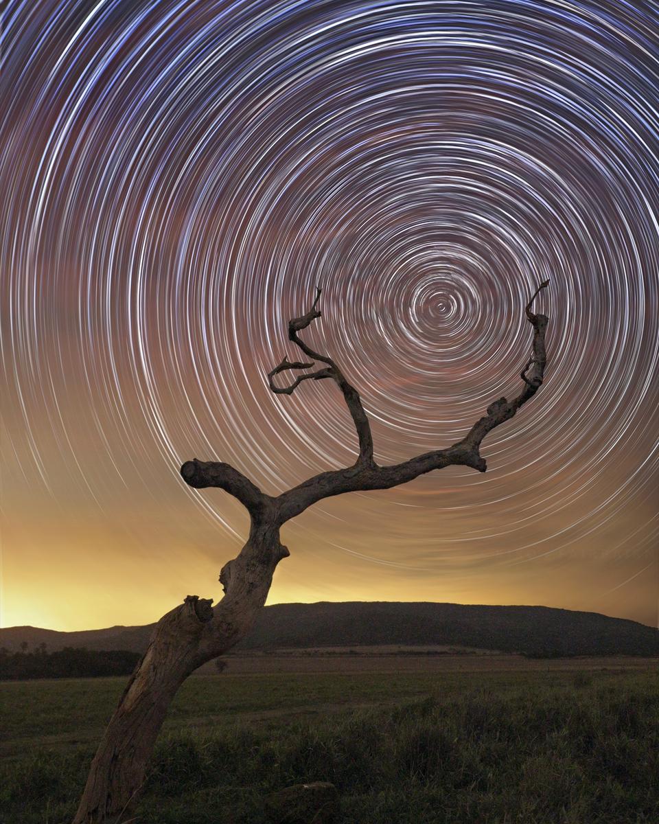 South Celestial Tree
