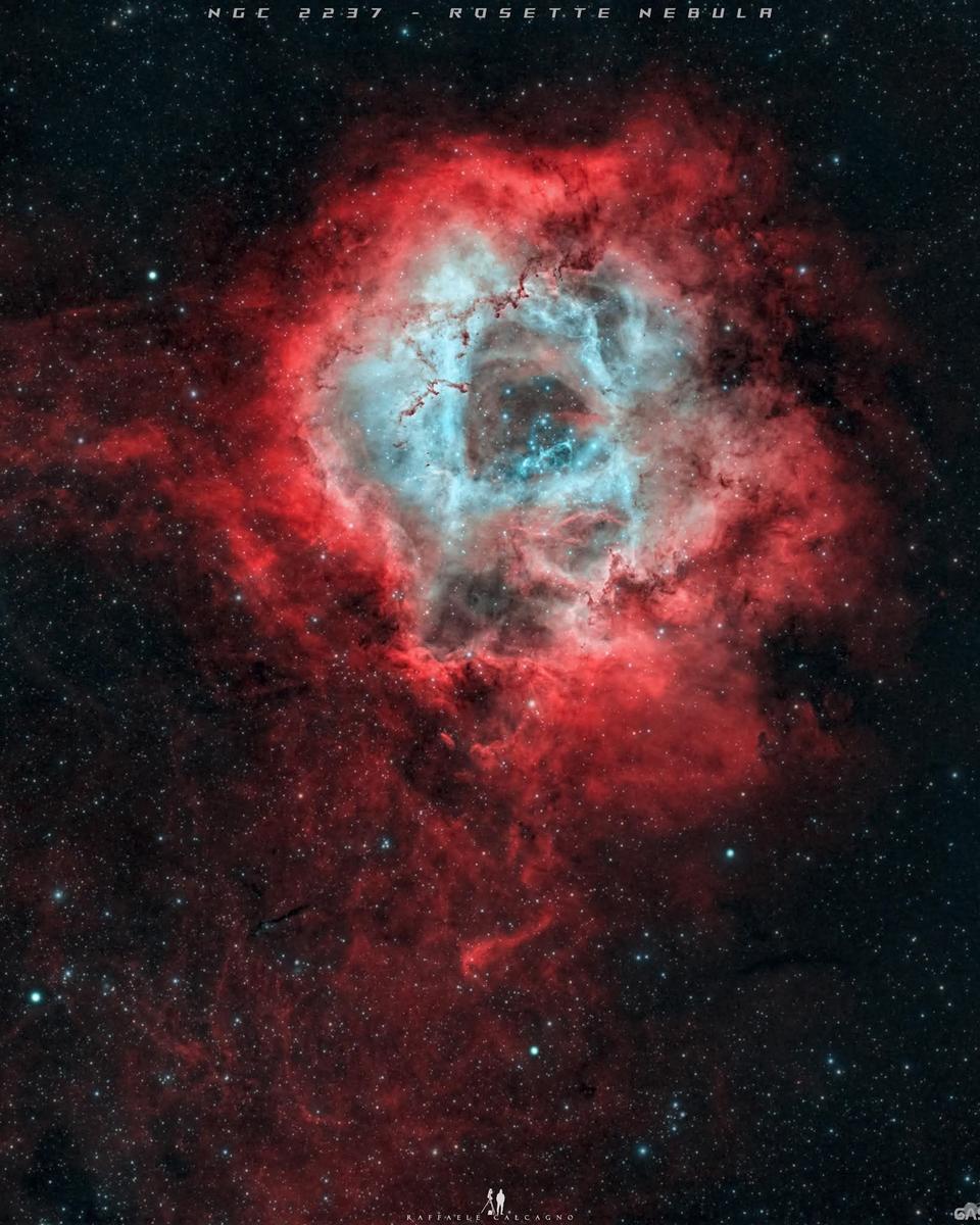 Roses are Red