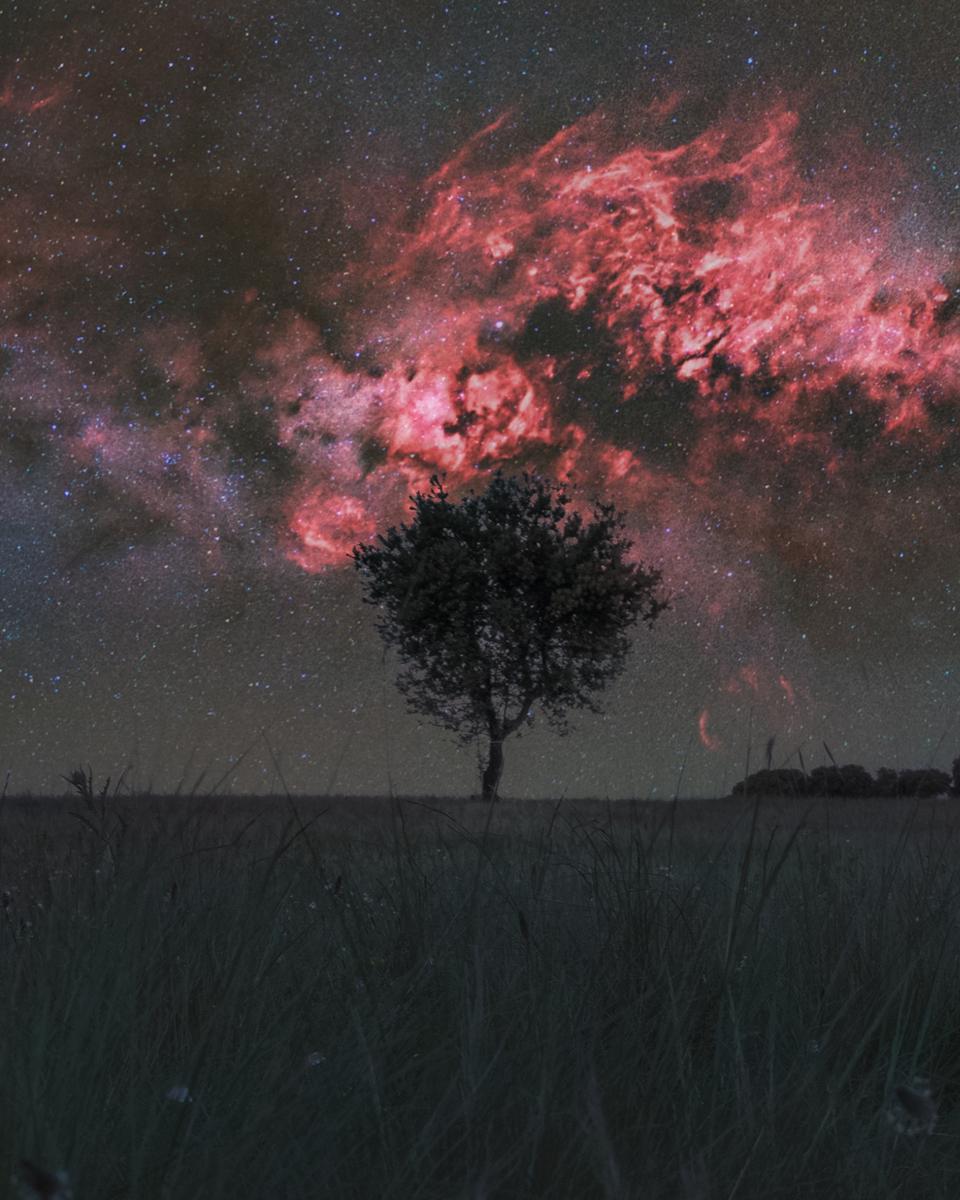 Cygnus and the Solitary Tree