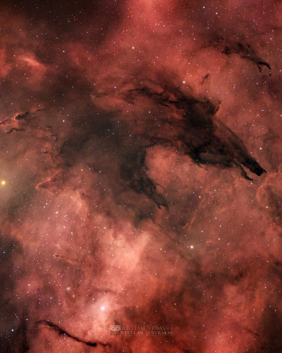 The Dark Wolf Nebula