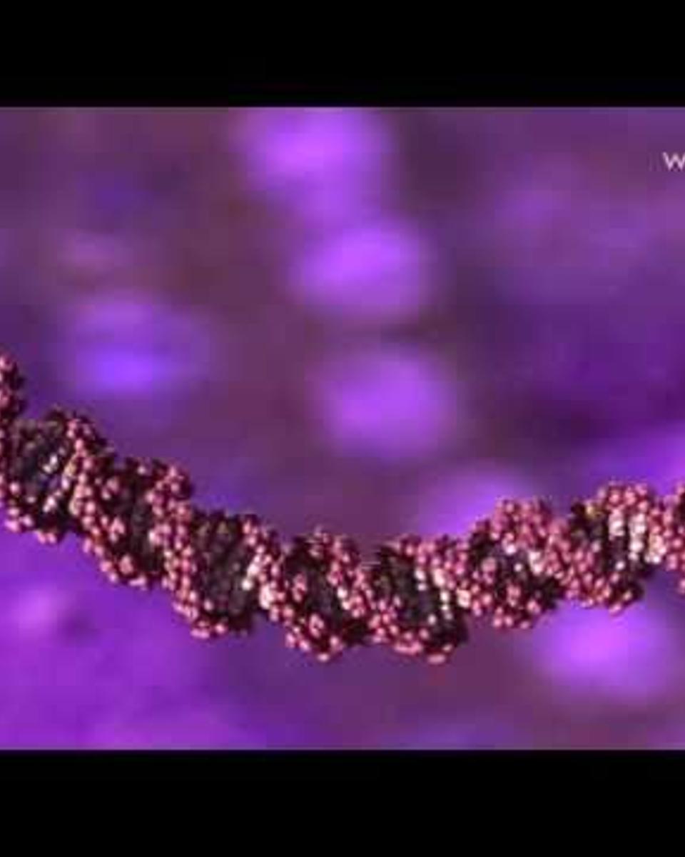 DNA: The Molecule that Defines You